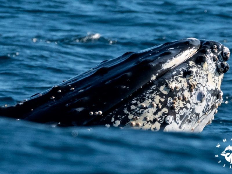 Whales of Sydney Sea Safari